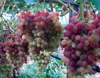 Урожайність винограду в теплиці вдвічі вища, ніж у відкритому ґрунті